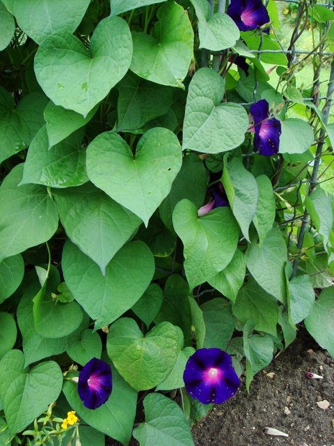 Ipomoea purpurea 'Gran Paot'